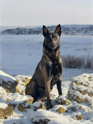 Étalon Berger Belge - Veselko dark Vom Mond Schwarz
