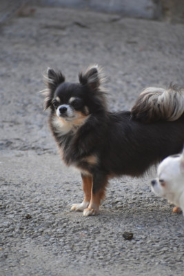 Étalon Chihuahua - Waka love My Fair Chi