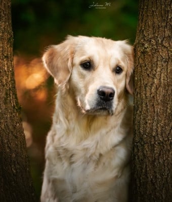 Étalon Golden Retriever - Shaï, satine jolie demoiselle Des Cents Dorés