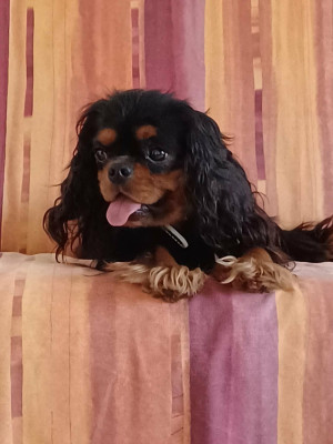 Étalon Cavalier King Charles Spaniel - Venus mi amor a pretty cavalier king charles