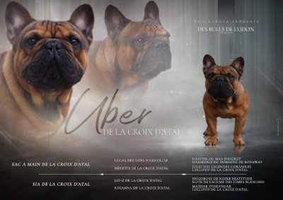 Étalon Bouledogue français - Uber de la Croix d'Atal