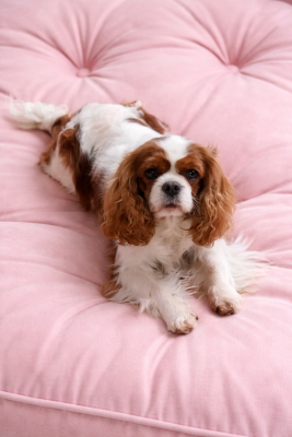 Étalon Cavalier King Charles Spaniel - Romance Du clos kemorick
