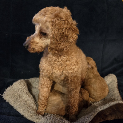 Étalon Caniche - Ustinya de Cibeins