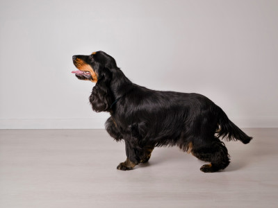 Étalon Cocker Spaniel Anglais - Tallulah-bell Des Gardiens Des Templiers