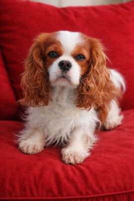 Étalon Cavalier King Charles Spaniel - Two to you too Du clos kemorick