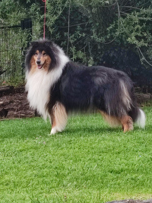 Étalon Colley à poil long - Twist again Du Clos De Seawind