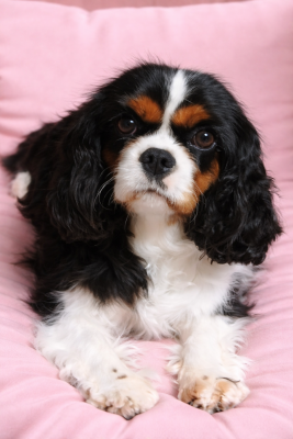 Étalon Cavalier King Charles Spaniel - Voyelle Du clos kemorick