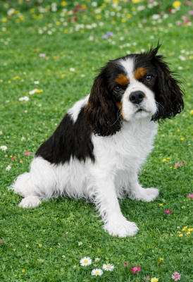 Étalon Cavalier King Charles Spaniel - Ultra chic Du clos kemorick
