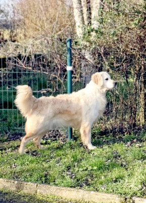 Étalon Golden Retriever - Ultra chic of loving Star