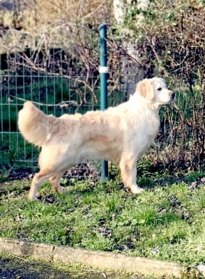 Étalon Golden Retriever - Ultra chic of loving Star