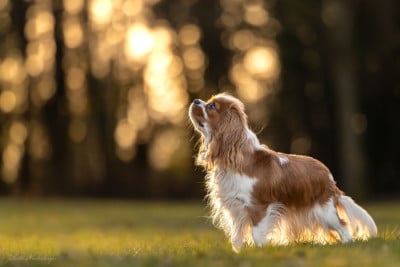 Étalon Cavalier King Charles Spaniel - CH. Van de kamp du Domaine des Airaudes