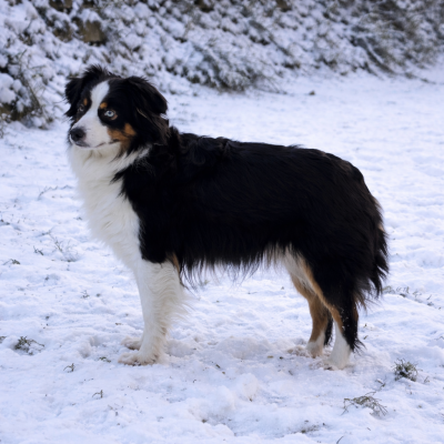 Étalon Berger Américain Miniature - Thalya Eyes Of Light