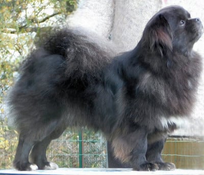 Étalon Epagneul tibetain - Back to black dit koda kiiramanna