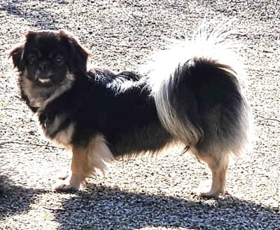 Étalon Epagneul tibetain - Thalie du jardin d holly