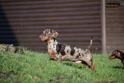 Étalon Teckel poil ras - Vodka Le Royaume Des Minus Enchante