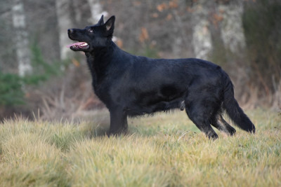 Étalon Berger Allemand - Ubelle des trésors du maquis