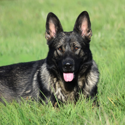 Étalon Berger Allemand - North'n Explorer's Shiva