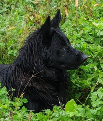 Étalon Berger Allemand Poil Long - Vinka du Chalet des Pierres de Lune
