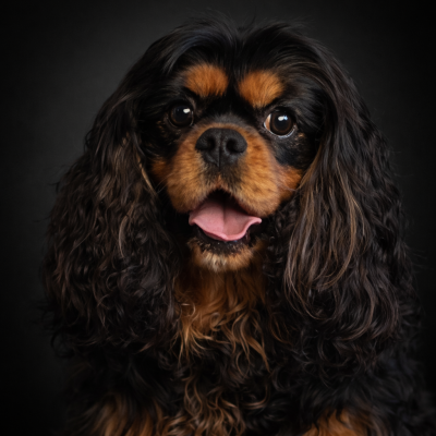 Étalon Cavalier King Charles Spaniel - Wayne the gotham knight Du Rêve D'Hanstie