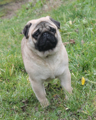 Ufo Du Domaine Des Sabliers D'orion