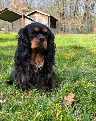 Étalon Cavalier King Charles Spaniel - Unike (Sans Affixe)