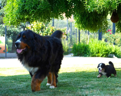 Étalon Bouvier Bernois - Tom du domaine Lecordy