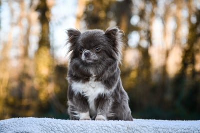 Étalon Chihuahua - Unity violette Des Pattounes Douces