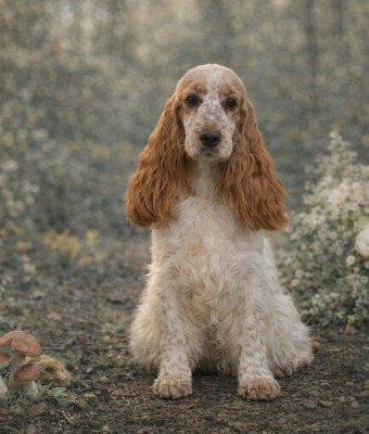 Étalon Cocker Spaniel Anglais - Vida loca talya Domaine D'ostrale