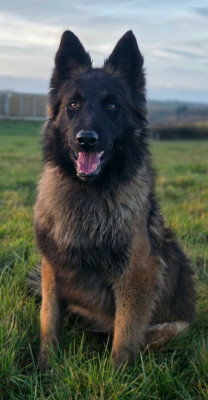 Étalon Berger Belge - Vodka De L'Empire Du Mont Sombet