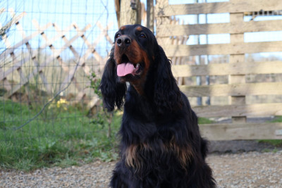 Étalon Setter Gordon - Valeska Du Domaine De Phoebapooros