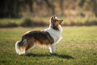Étalon Shetland Sheepdog - Vakanda la légende sioux dorée des Crocs de Provence