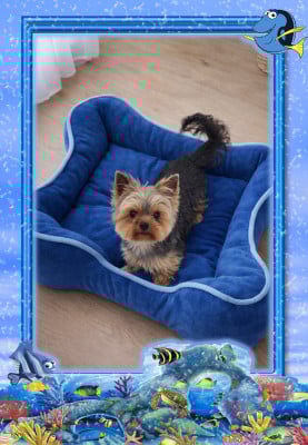 Étalon Yorkshire Terrier - Ungaro de terre basse