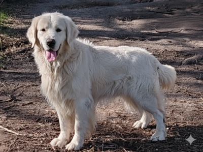 Étalon Golden Retriever - Endorphin albus fang