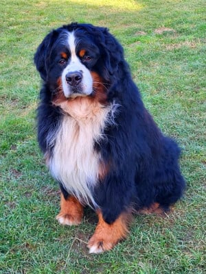 Étalon Bouvier Bernois - puchate perly Nugat