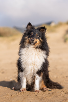 Étalon Shetland Sheepdog - Vendetta du Banc des Hermelles