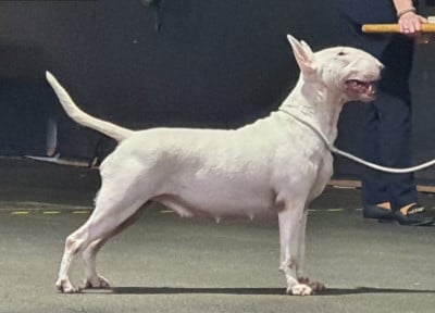 image de Reach for the stars