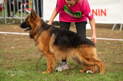 Étalon Berger Allemand Poil Long - Volt des contes de Gwelane