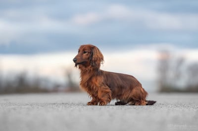 image de Alvin in terra