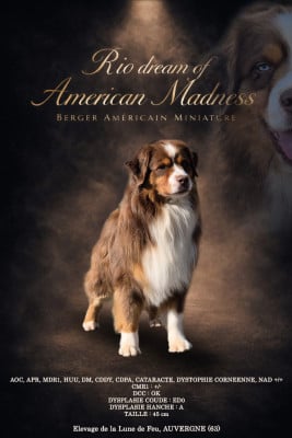 Étalon Berger Américain Miniature - Rio dream of american madness
