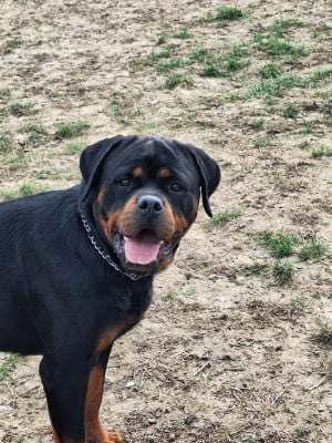 Étalon Rottweiler - Victoire Of Holly's Kingdom