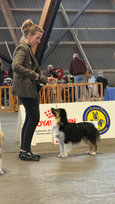 Étalon Berger Américain Miniature - Victoire by rolls royce Du Hameau Del Capellam