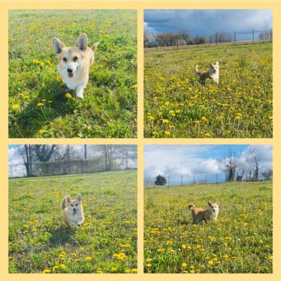 Étalon Welsh Corgi Pembroke - Unique Au Royaume De Delio