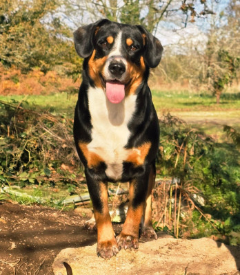 Étalon Bouvier de l'Entlebuch - Moon Du Clan Des Acacias
