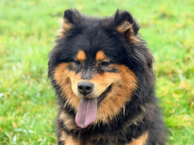 Étalon Eurasier - Valléa blue De La Vallée Du Petit Pré