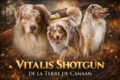 Étalon Berger Australien - Vitalis shotgun De La Terre De Canaan