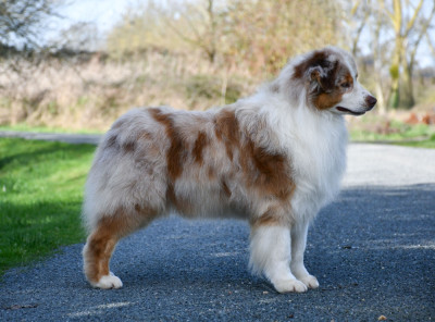 Étalon Berger Australien - Rag'n bone man du chemin de la belle etoile