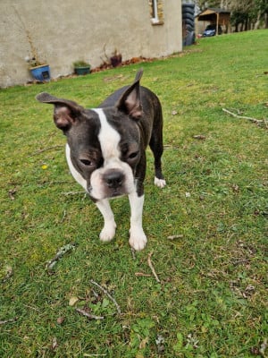 Étalon Boston Terrier - Violette La Patouille des Forges