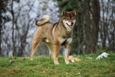 Étalon Shiba - Uka goma oikaze Kitsune No Tani Kensha