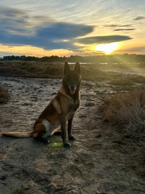 Étalon Berger Belge - Rimak du paradis des grenouilles