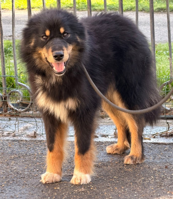 Étalon Chien finnois de Laponie - Vador dit voldemort (Sans Affixe)